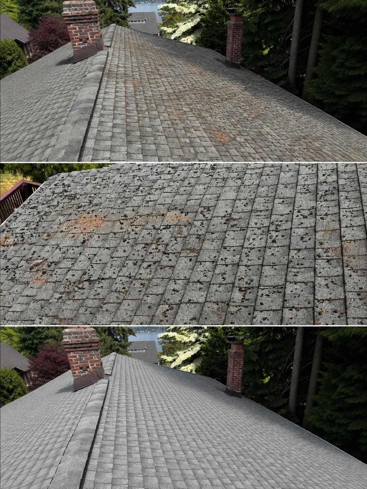 Before and after of a soft-washed roof in the Puget Sound